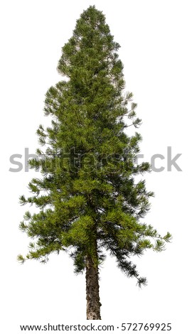 Fir-tree Stock Images, Royalty-Free Images & Vectors | Shutterstock