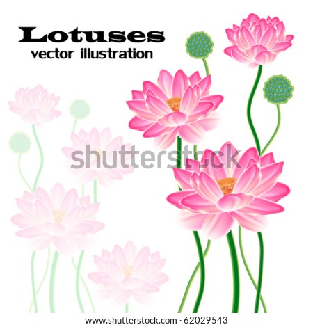 Eps Realistic Oriental Lotus Flower Isolated Stock Vector 62018692