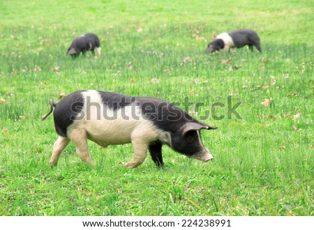 three pigs grazing in the field in the Basque Country, Spain, Europe ... three pigs grazing in the field in the Basque Country, Spain, Europe ...