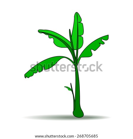 Banana Tree Vector Stock Photos, Images, & Pictures | Shutterstock