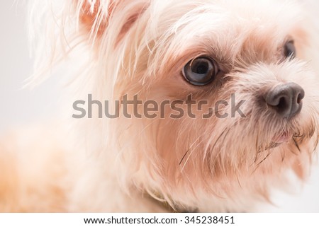 kid friendly dog breeds compare dog breeds loyal dog breeds dog breeds ... kid friendly dog breeds compare dog breeds loyal dog breeds dog breeds ...