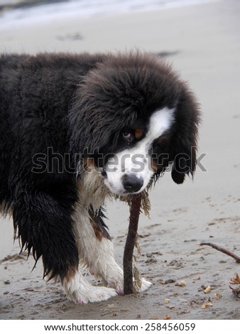 Bernese mountain dog, chewing seaweed on a beac   h, Yorkshire, Britain 