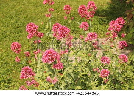 kiss quick innsbruck jupiters beard foxs brush valerian spur flowers red northwest ruber centranthus austria scientific native europe africa its