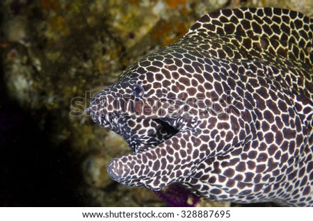 Sharp Teeth Fish Stock Photos, Images, & Pictures 