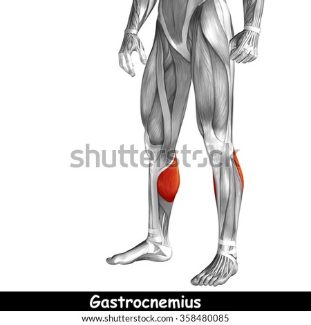 Tendon Stock Photos, Images, & Pictures | Shutterstock