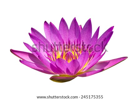 Flower Lotus Logo Design Stock Vector 51672757 - Shutterstock