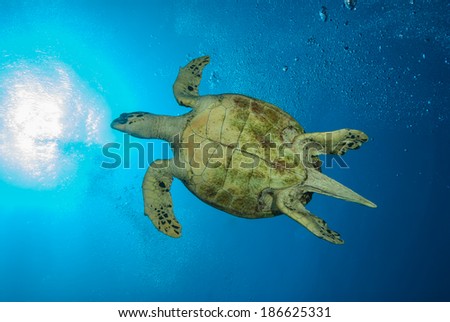 ass fucked then squirt bottom of the big blue sea lyrics