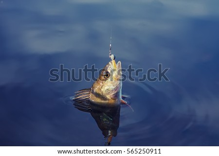Fish-hook Stock Images, Royalty-Free Images & Vectors | Shutterstock