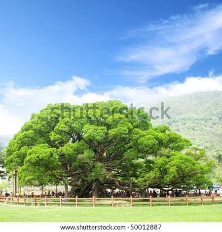 Banyan Tree Stock Photos, Images, & Pictures | Shutterstock