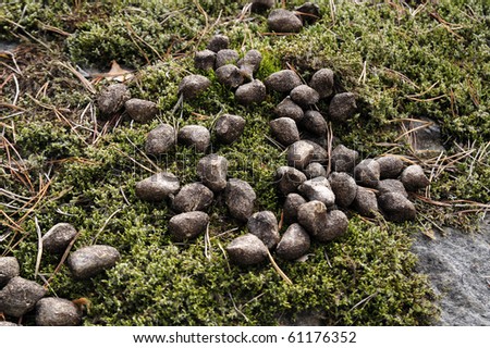 Deer Droppings Stock Photos, Images, & Pictures 