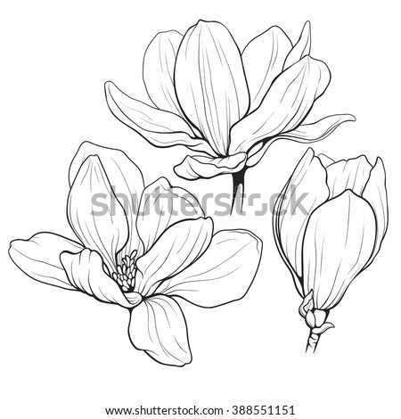 Magnolia Stock Images, Royalty-Free Images & Vectors | Shutterstock