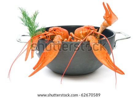 Closeup of isolated crayfish in pan on white background - stock photo