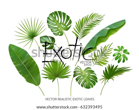 Vector tropical exotic leaves, realistic jungle leaves set isolated on white background. Palm leaf collection. Quality watercolor imitation. Not trace. Vector tropical exotic leaves, realistic jungle leaves set isolated on white background. Palm leaf collection. Quality watercolor imitation. Not trace.