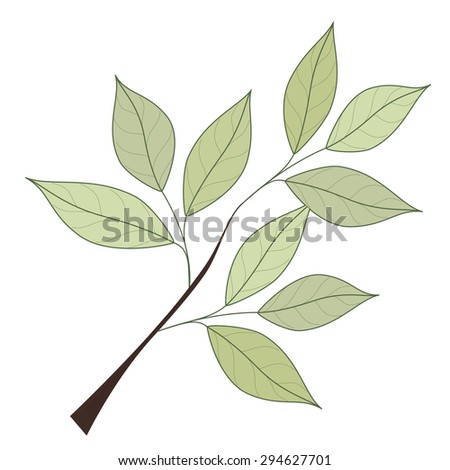 Branch With Leaves Stock Vectors & Vector Clip Art | Shutterstock