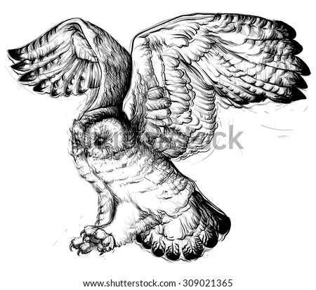 Owl Sketch Stock Photos, Images, & Pictures | Shutterstock