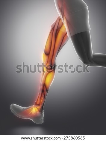 Human Muscles Stock Photos, Images, & Pictures | Shutterstock