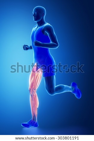 Male Muscular System Bodybuilder Position Stock Illustration 79793626