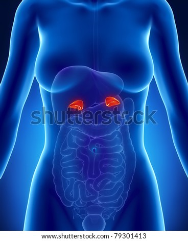 Female Human Body Stock Photos, Royalty-Free Images & Vectors