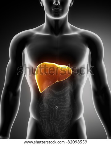 Male Anatomy Human Liver Xray View Stock Illustration 83549887