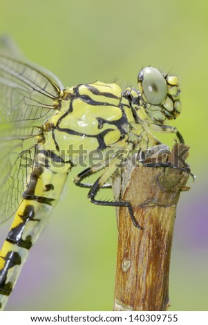  - stock-photo-ophiogomphus-cecilia-green-snaketail-dragonfly-female-140309755