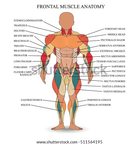 Labelled Muscular System Front And Back / Images 05. Muscular System