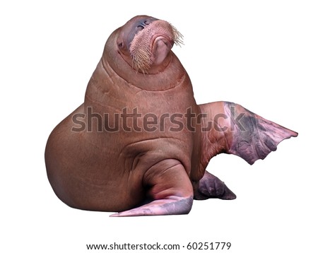 Walrus Stock Images, Royalty-Free Images & Vectors | Shutterstock