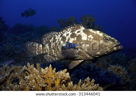 Humpback - Dog Tooth / Nerve Cell Humpback - Dog Tooth / Nerve Cell
