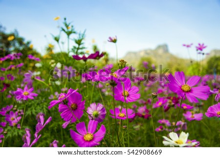 Plant estas flores de invierno para el color magnífico - Charlotte en casa - diciembre de 2016 - Charlotte, NC