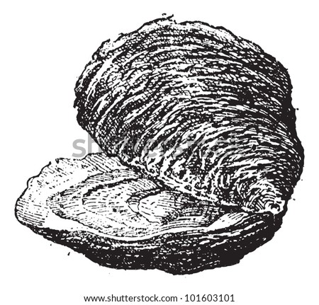 Oyster Stock Photos, Images, & Pictures | Shutterstock
