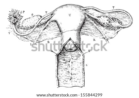 Internal genitalia of women, vintage engraved illustration. Usual