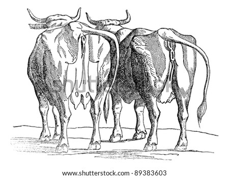 Anatomy+of+Cow+Udder Cow udder, vintage engraved illustration. Industrial encyclopedia E.-O ...