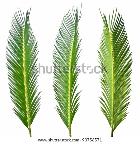 Palm Leaf Stock Photos, Images, & Pictures | Shutterstock