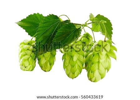 Hops Stock Images, Royalty-Free Images & Vectors | Shutterstock