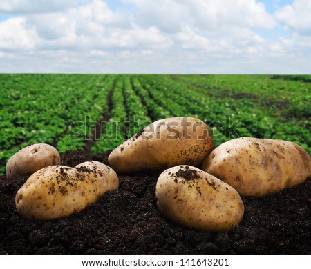 harvesting potatoes on the ground on a background of field - stock photo