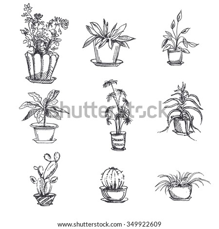 House Plant Identification By Leaf leafy house plants identification plant leaves identification House Plant Identification By Leaf leafy house plants identification plant leaves identification