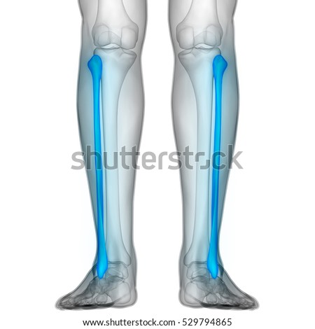 Fibula Stock Images, Royalty-Free Images & Vectors | Shutterstock