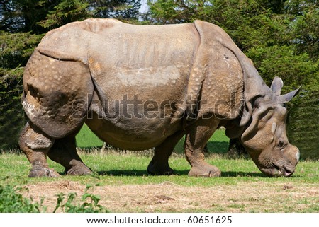 stock-photo-an-indian-rhino-grazing-on-some-grass-60651625.jpg