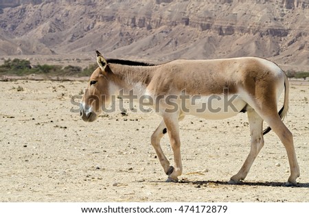 antelope asian singles The saiga antelope (/ the remaining third of births will be of a single foal levels and restore the population status of these nomads of the central asian. antelope asian singles The saiga antelope (/ the remaining third of births will be of a single foal levels and restore the population status of these nomads of the central asian.