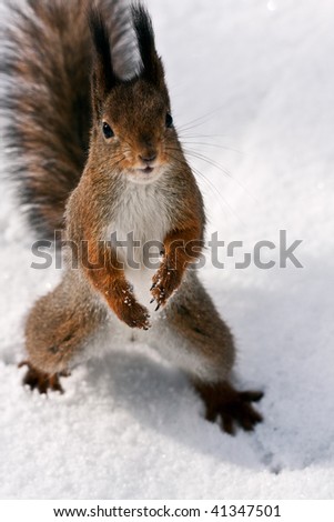 Degu Octodon Degus Small Caviomorph Rodent Stock Photo Degu Octodon Degus Small Caviomorph Rodent Stock Photo
