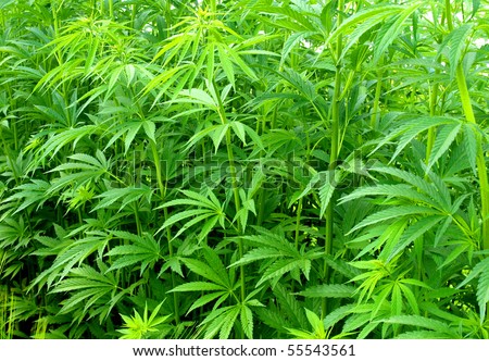 Young cannabis plants - stock photo