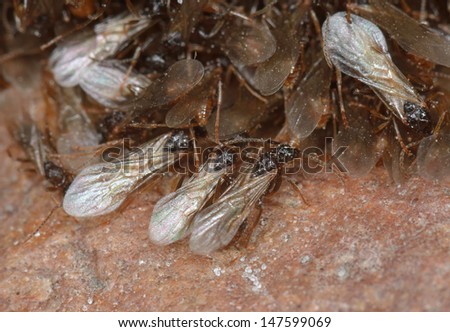 Winged Ant Stock Photos Images Pictures Shutterstock