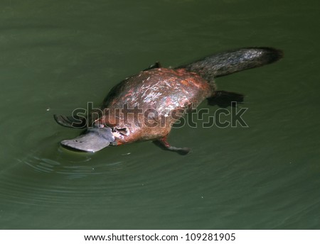 rare &amp; elusive australian duck billed platypus in rainforest creek 