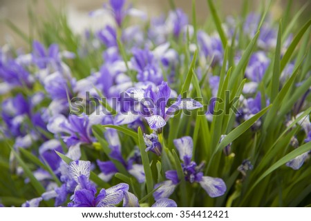 Stock Images similar to ID 127702439 - spring background with on a...