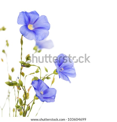 Flax Flower Stock Photos, Images, & Pictures | Shutterstock