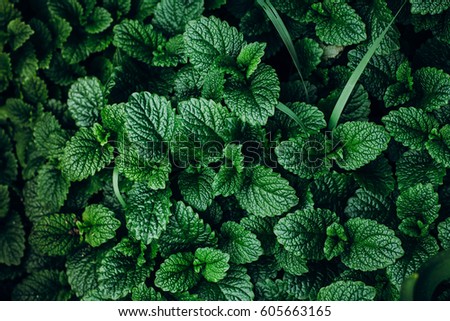 Mint Stock Images, Royalty-Free Images & Vectors | Shutterstock