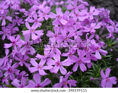 Alaska Hardy & reg; | Catálogo de plantas