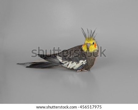 Cockatiel Stock Photos, Images, & Pictures | Shutterstock