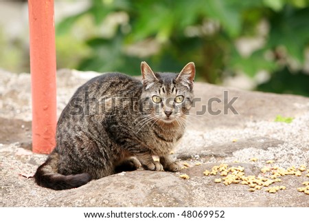 stray tabby naughty stray tabby naughty