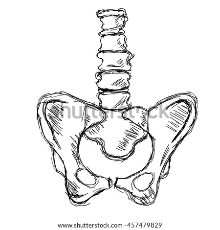 Pelvis Stock Photos, Images, & Pictures | Shutterstock