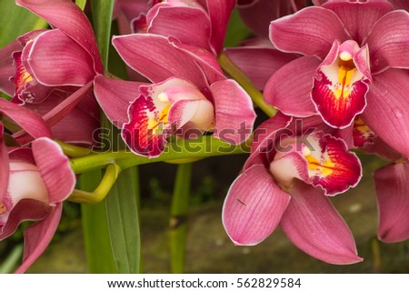 plants pictures rose morning plant life names pix
